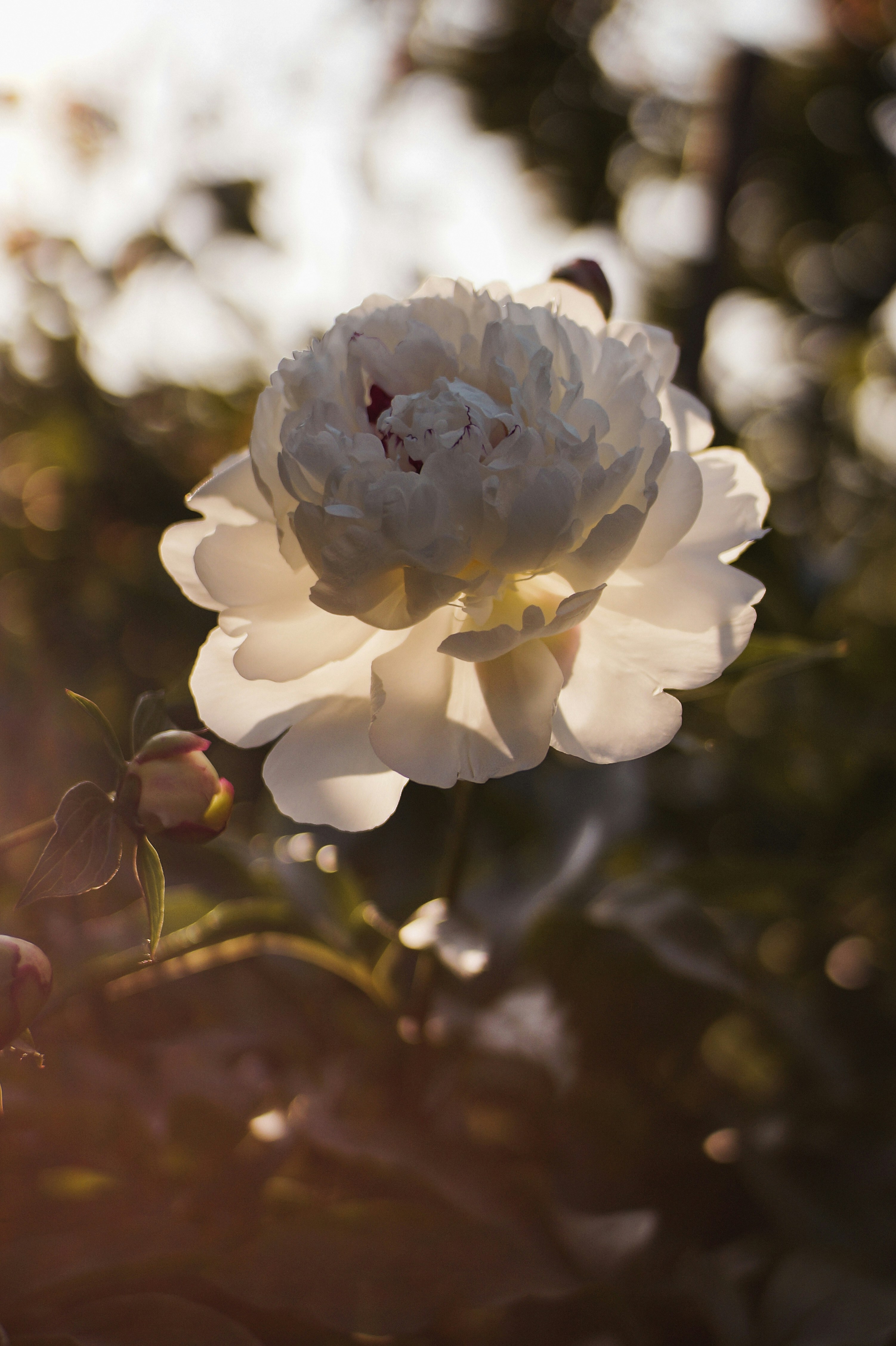 Photo by valentine_ivanova