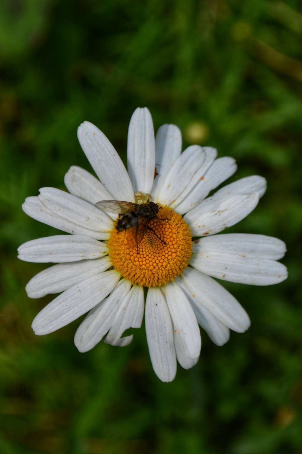 a bee sitting on top of a white flower