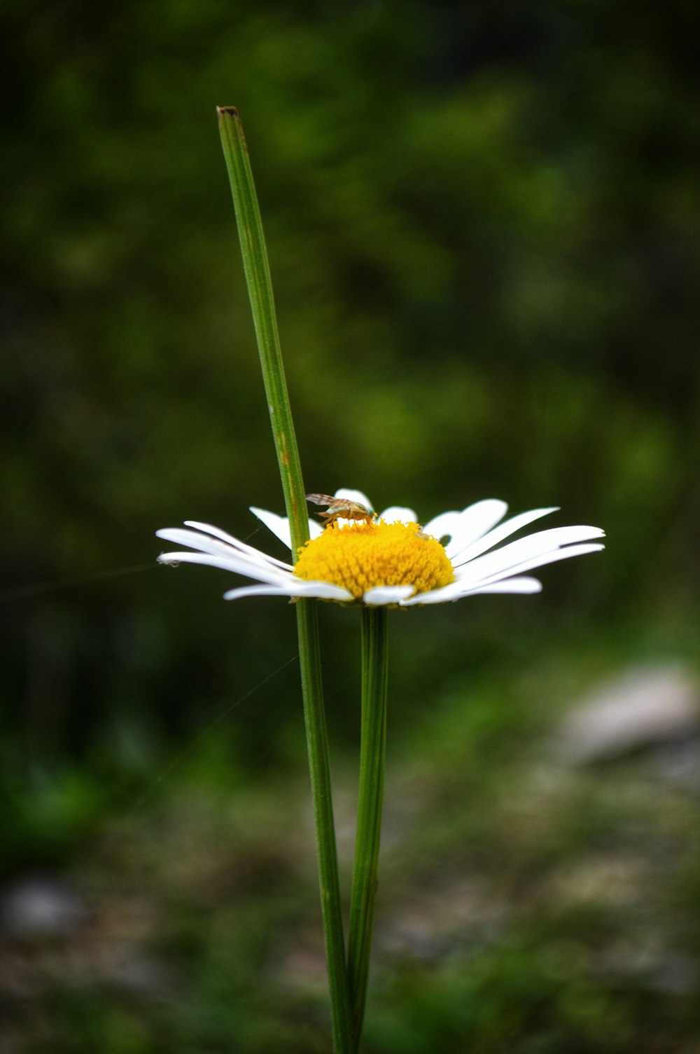 a white flower with a bee on it