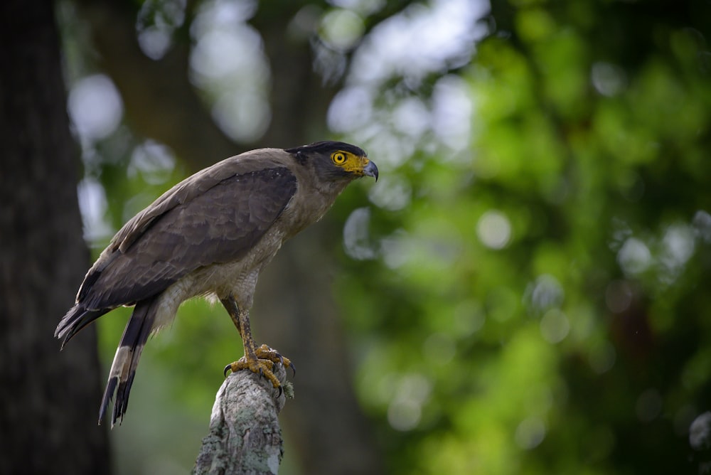 a hawk perched on top of a tree branch