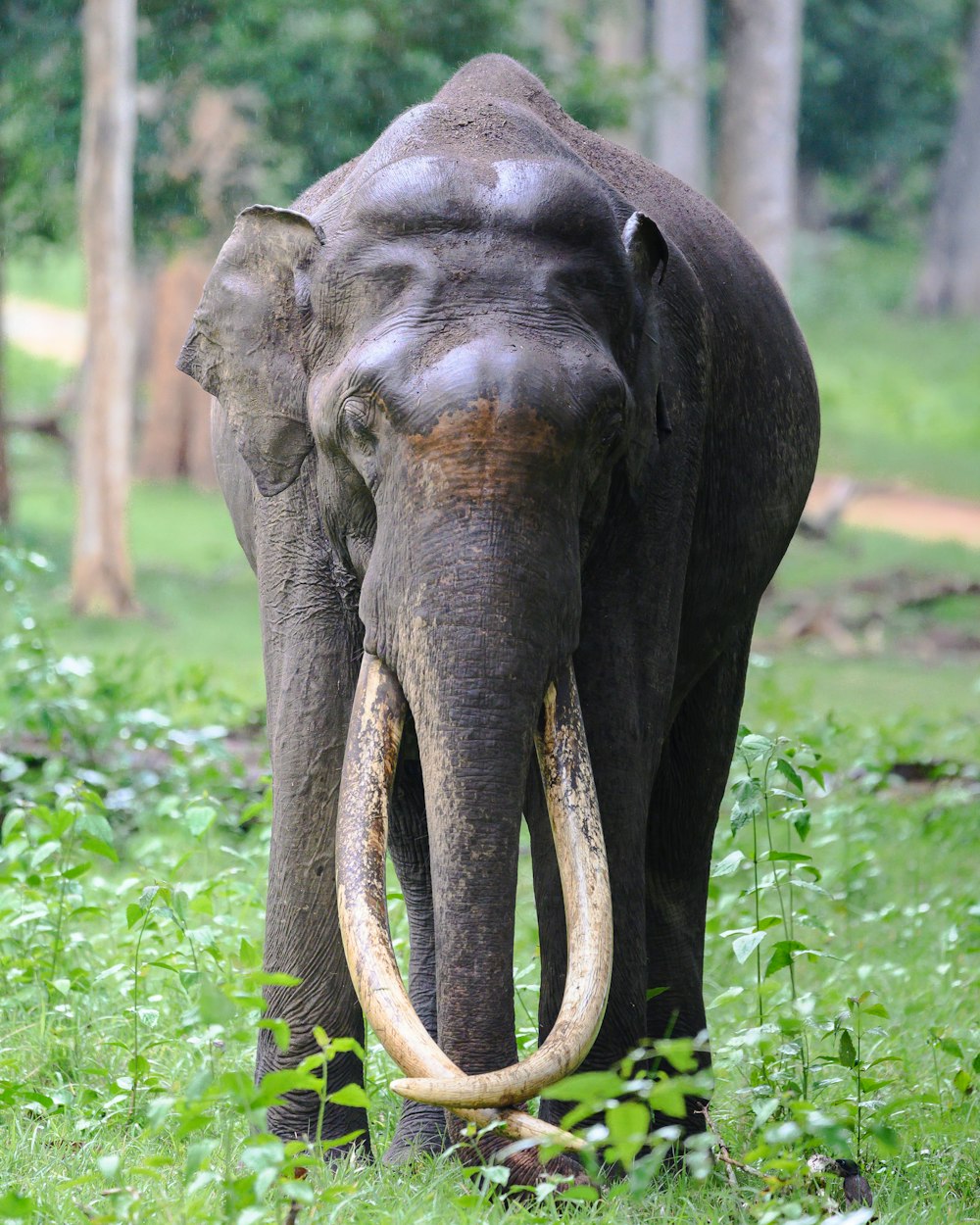 an elephant walking through a lush green forest