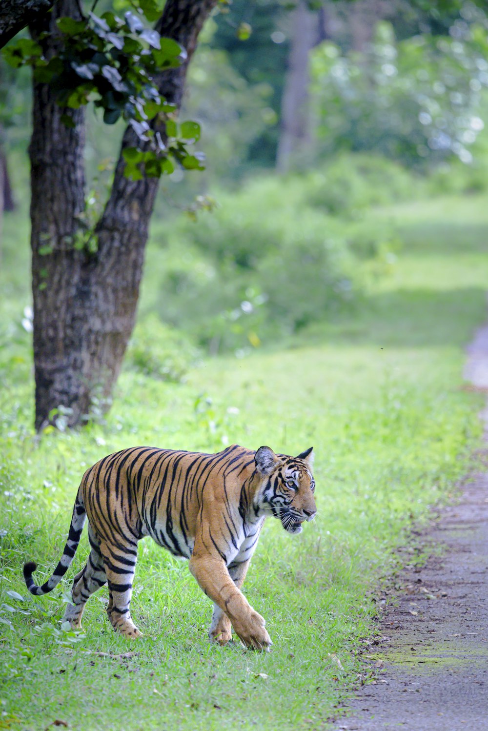 a tiger walking across a lush green field