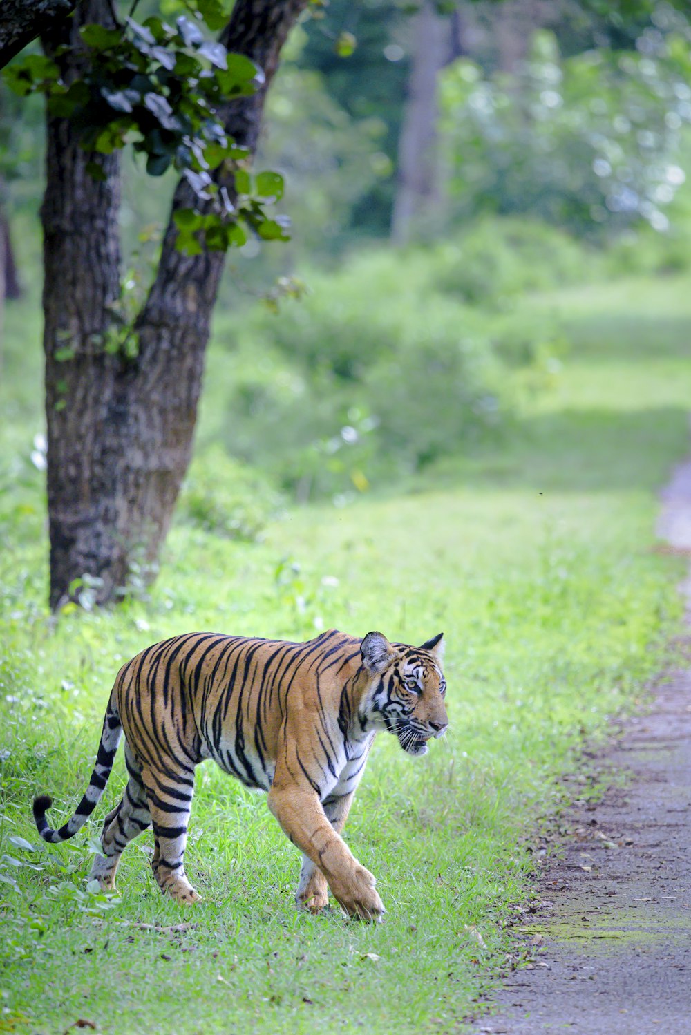 Un tigre caminando por un exuberante campo verde