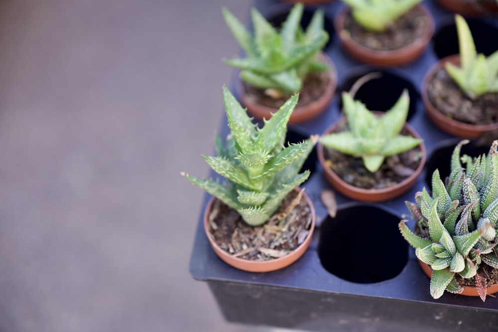 a bunch of plants that are sitting in a tray