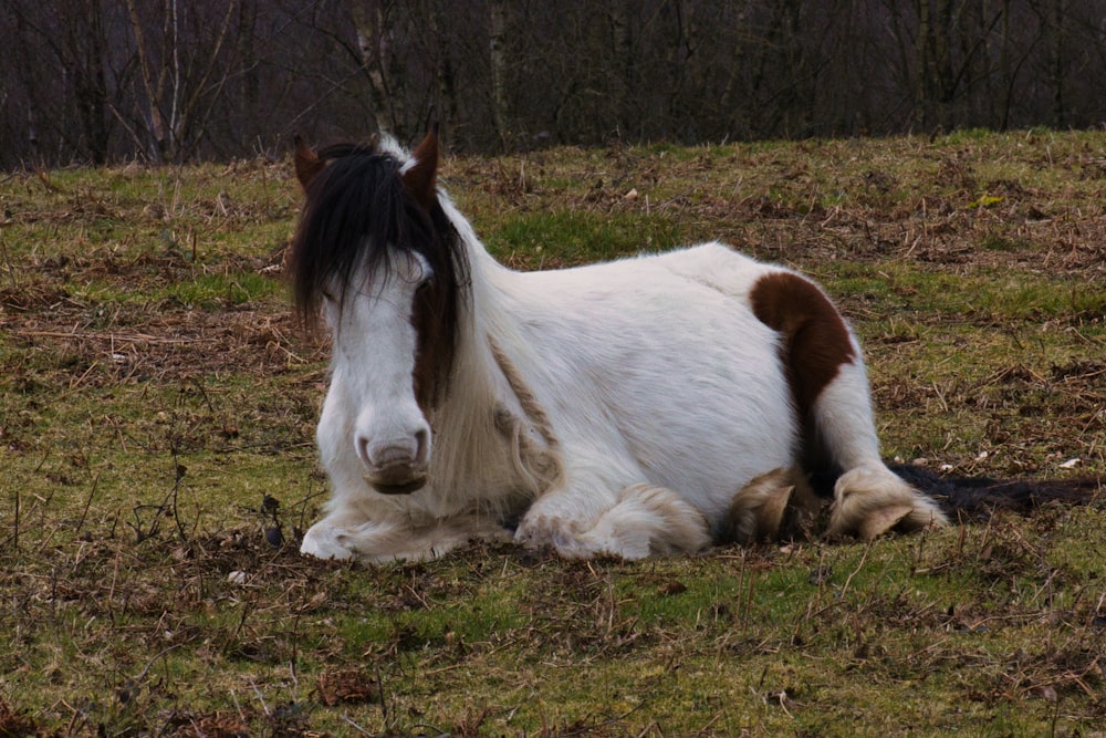 a brown and white horse laying on top of a grass covered field
