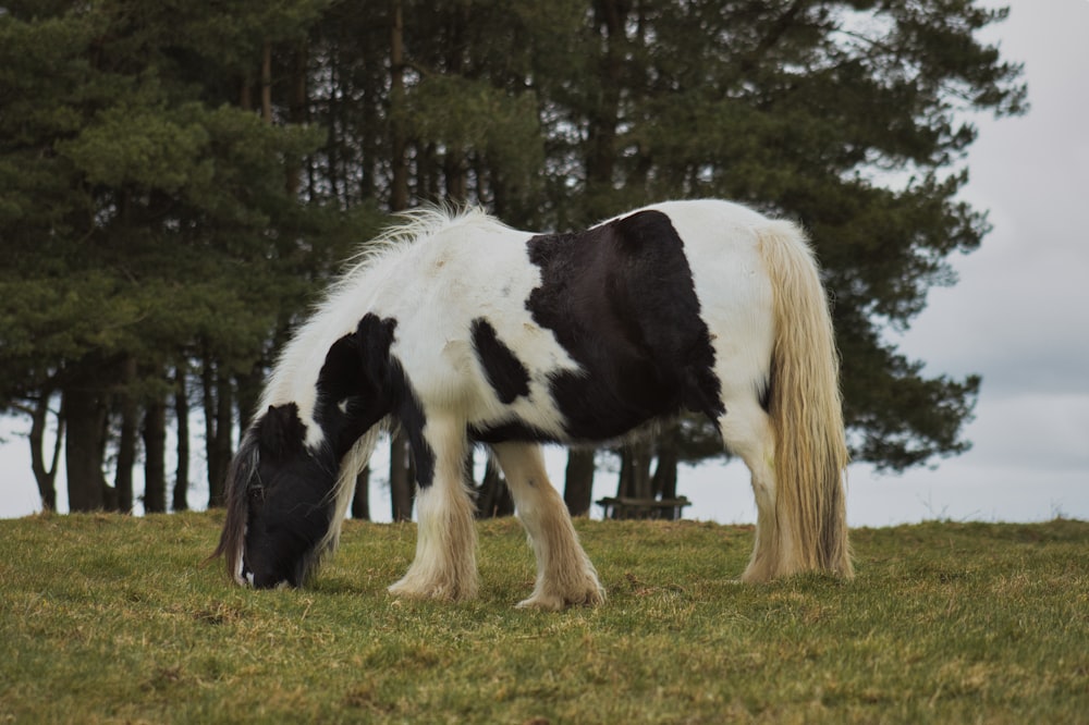 ein schwarz-weißes Pferd, das auf einem Feld grast