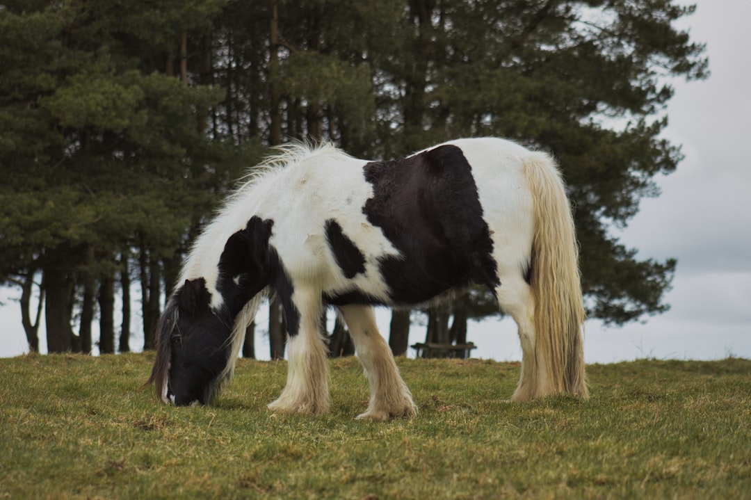 Wild horse in the countryside Tetbury Gloucestershire UK - digital marketing Tetbury - Photo Photo by Lee Barnes | best digital marketing - London, Bristol and Bath marketing agency