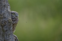 A curious owl peeking from behind a tree branch in a misty forest at dawn.