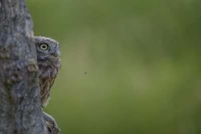 A curious owl peeking from behind a tree branch in a misty forest at dawn.