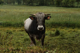 A majestic bull standing strong in a lush green field under a golden sunset.