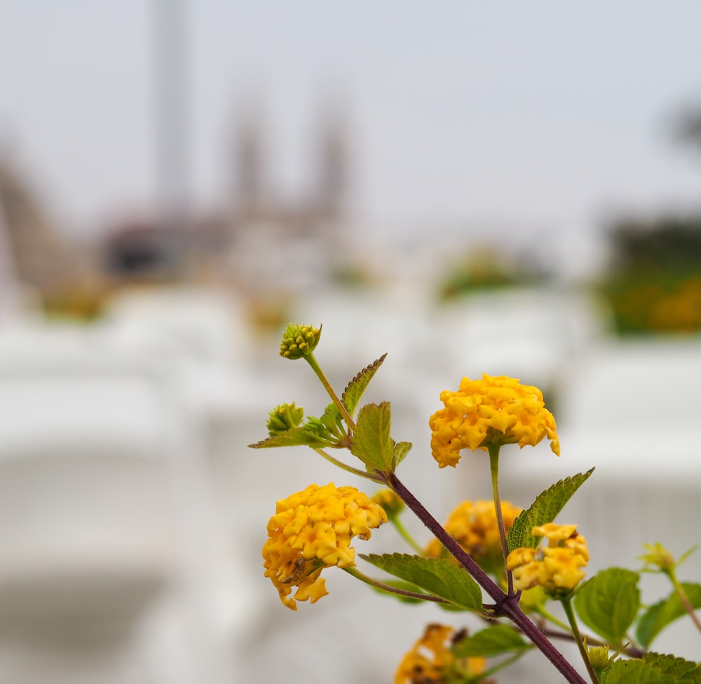 a close up of a yellow flower with green leaves