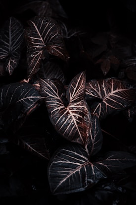 A collection of dark, glossy leaves with prominent white veins. The leaves have an intricate pattern and appear to be overlapping each other, creating a dense foliage. The lighting is low, enhancing the rich, deep shades of green and brown.