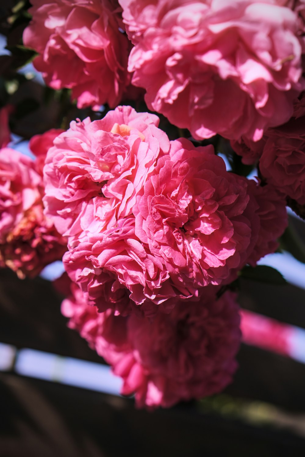 a bunch of pink flowers hanging from a tree