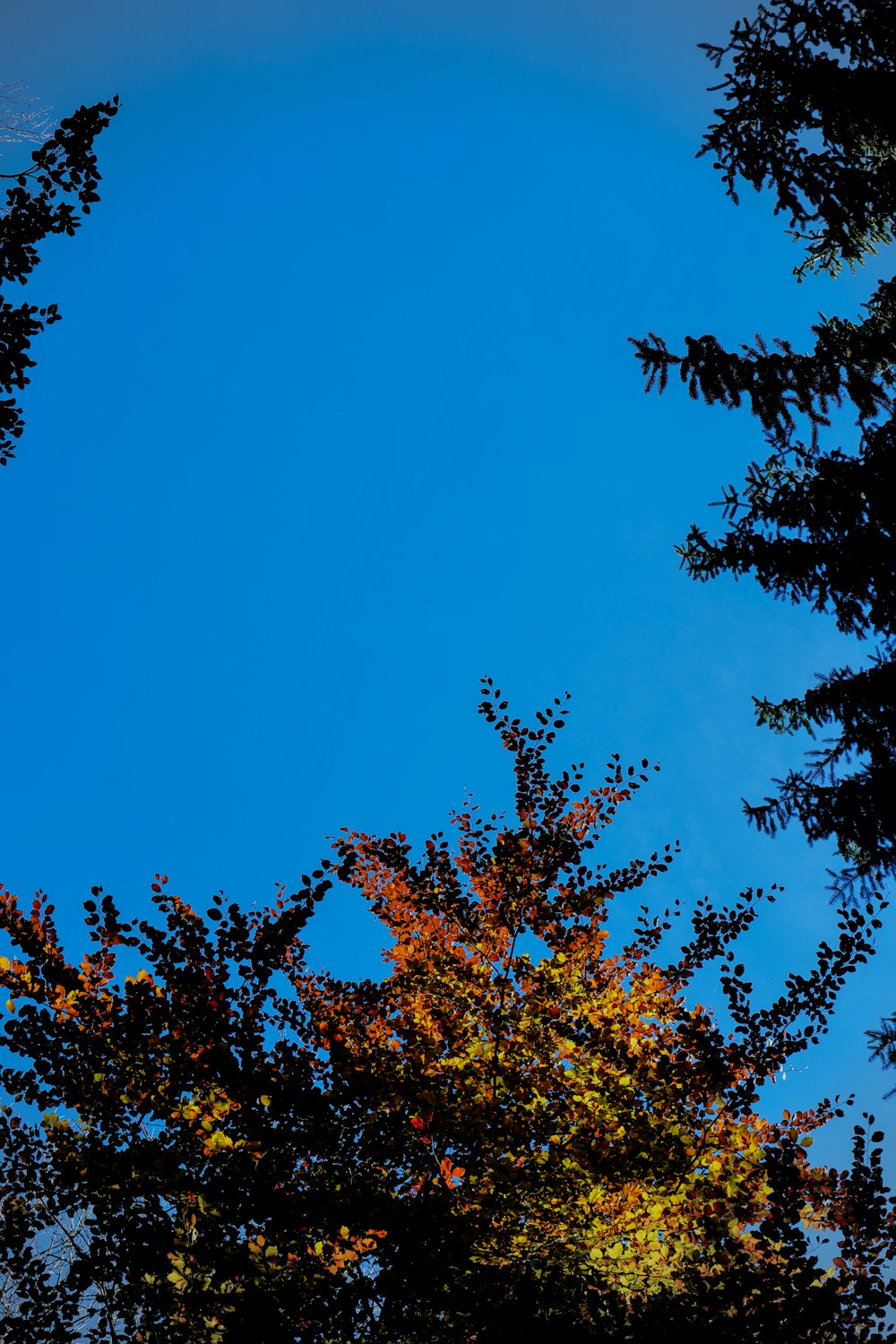 ein blauer Himmel mit einigen Bäumen im Vordergrund