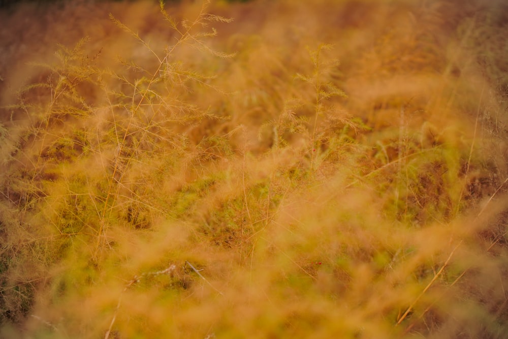 a blurry photo of a field of grass