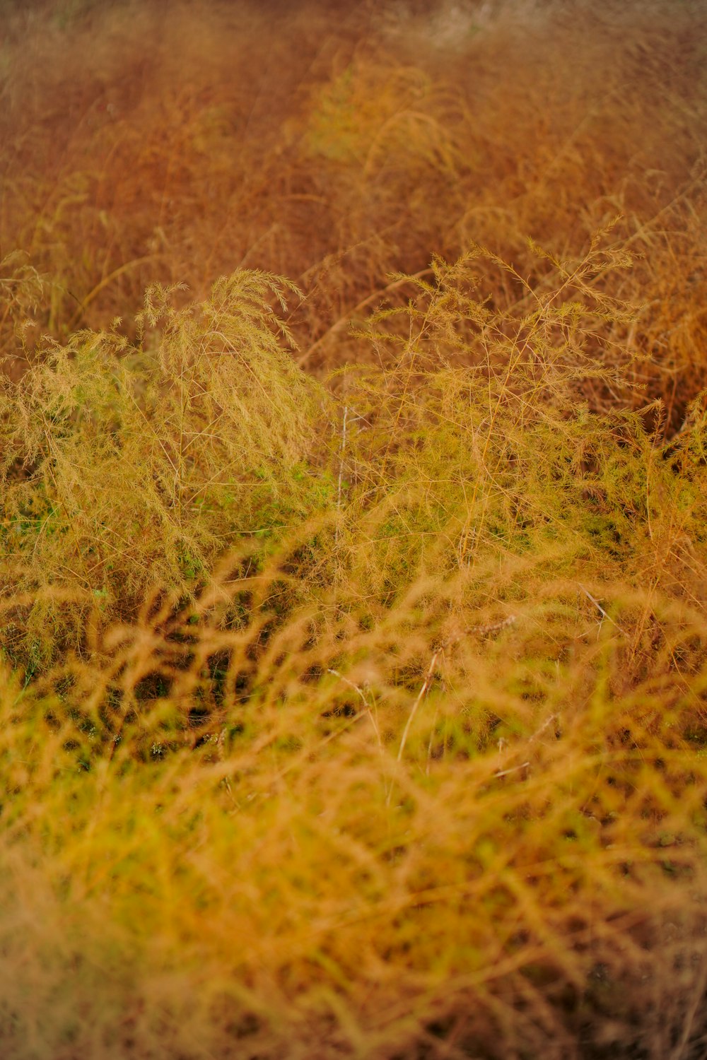 ein verschwommenes Foto eines Grasfeldes