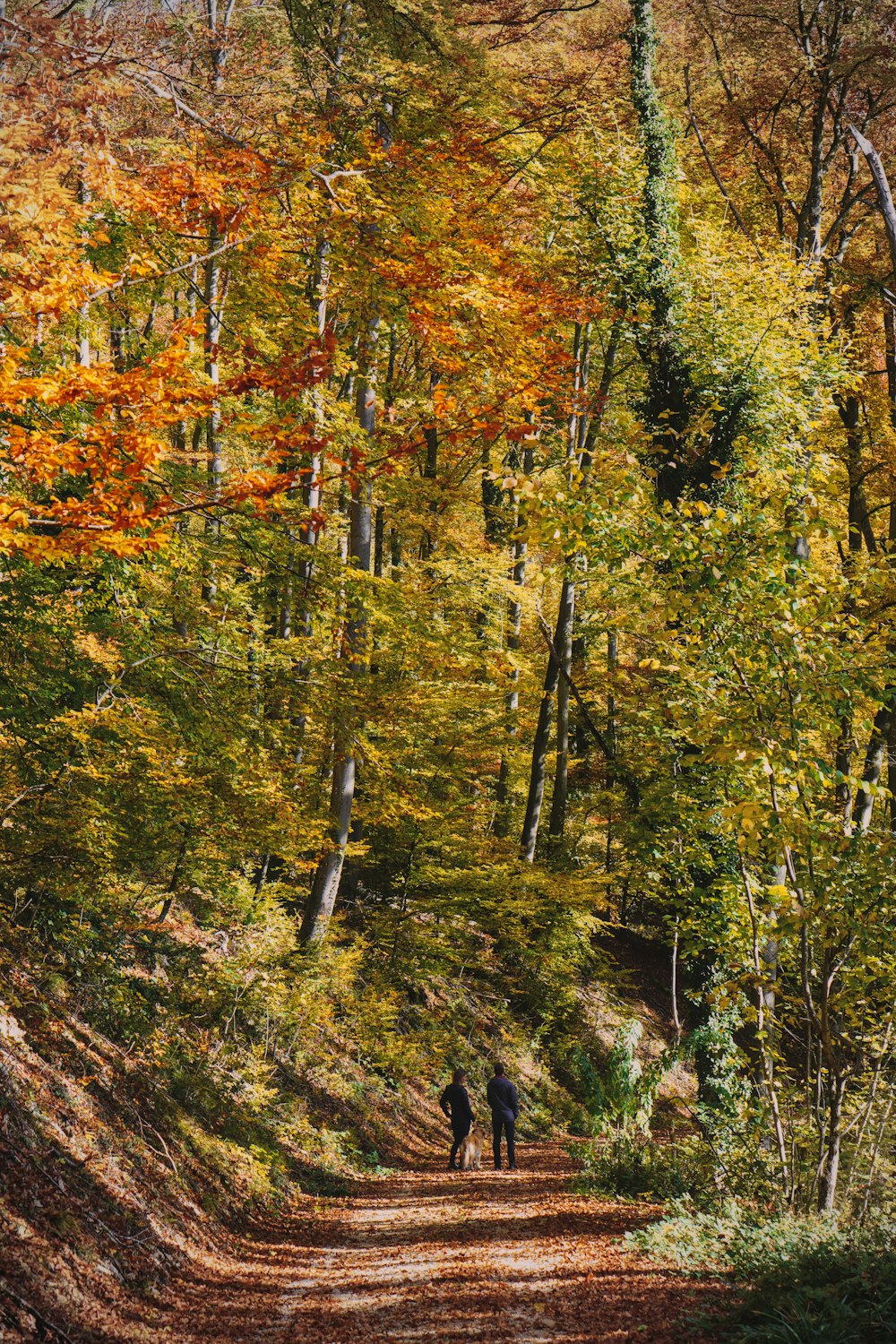 two people walking down a dirt road in the woods