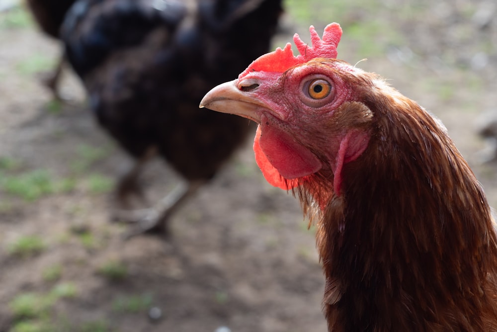 Un primo piano di un gallo che guarda la telecamera