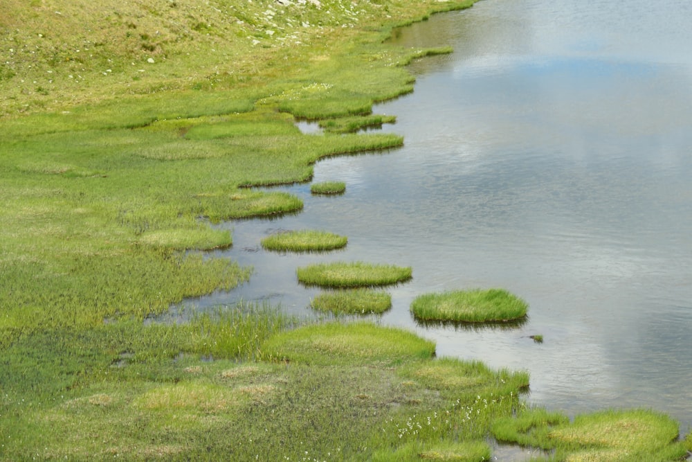 a body of water surrounded by lush green grass