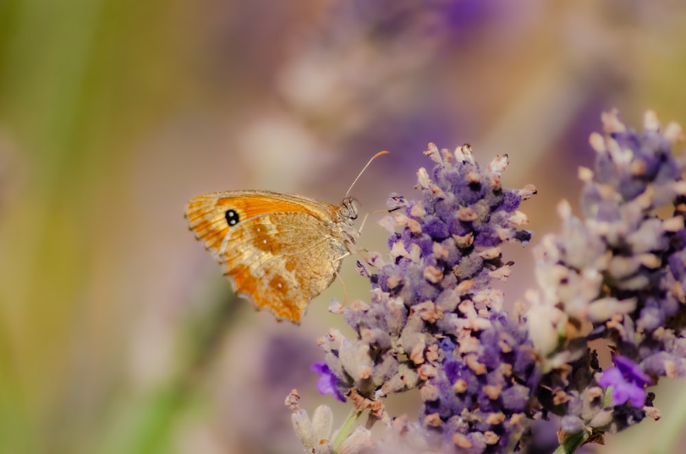 a small orange butterfly sitting on a purple flower