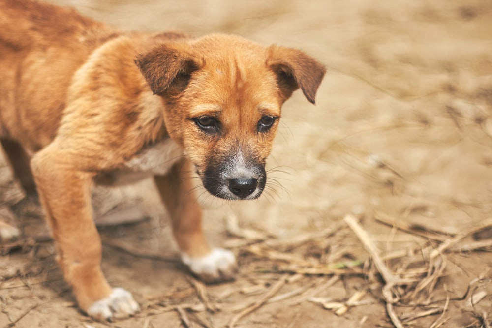 a small brown dog standing on top of a dirt field