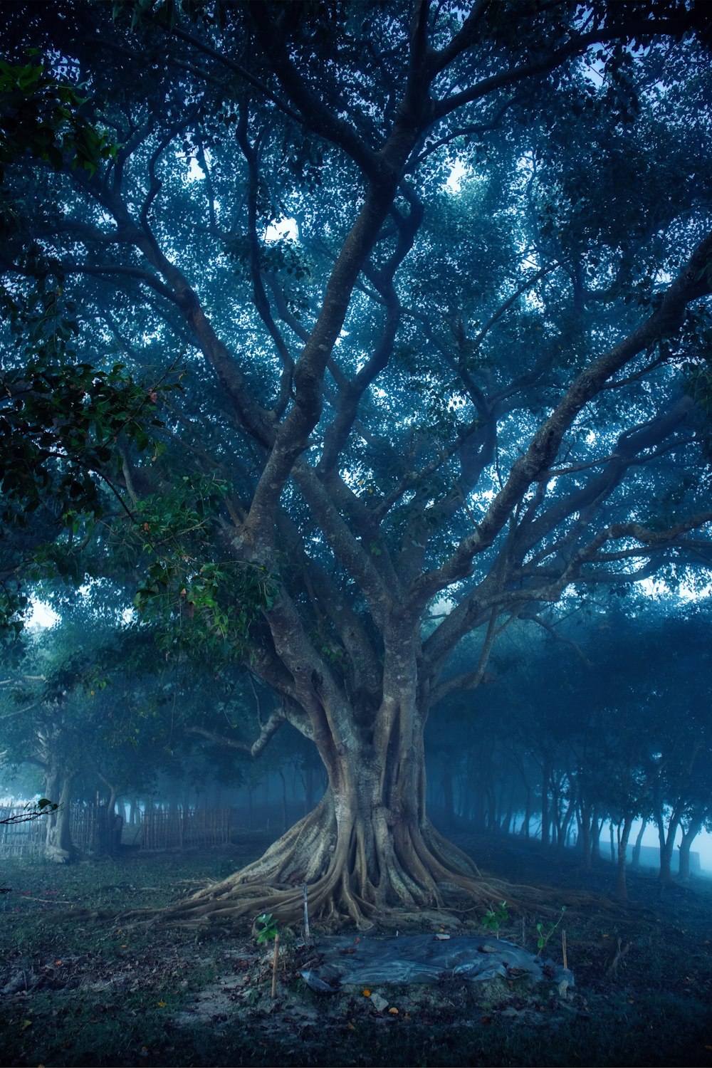 uma grande árvore no meio de uma floresta