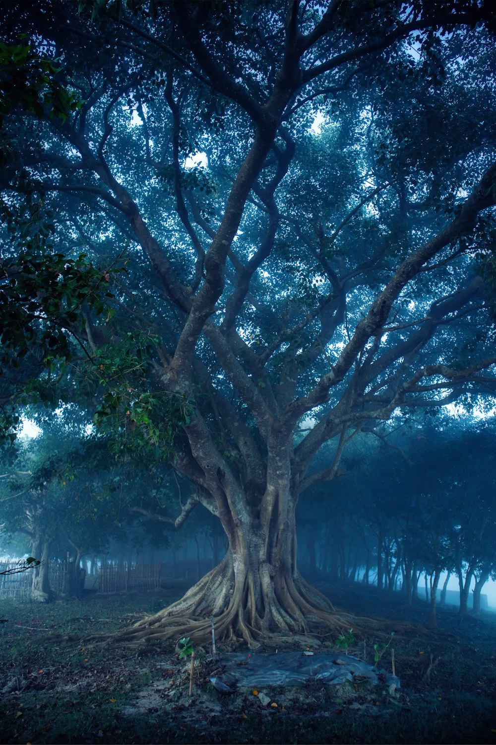 a large tree in the middle of a forest