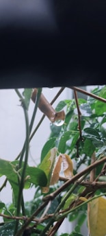 Raindrops cling to the leaves and branches of a plant, with some leaves showing signs of yellowing. The droplets are clear and reflective, emphasizing the lush green and the contrast with the yellowing leaves.