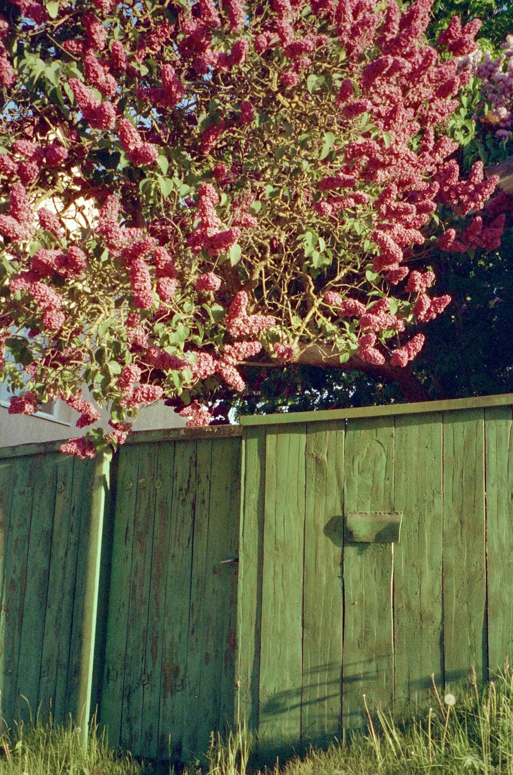 a wooden fence with a tree in the background