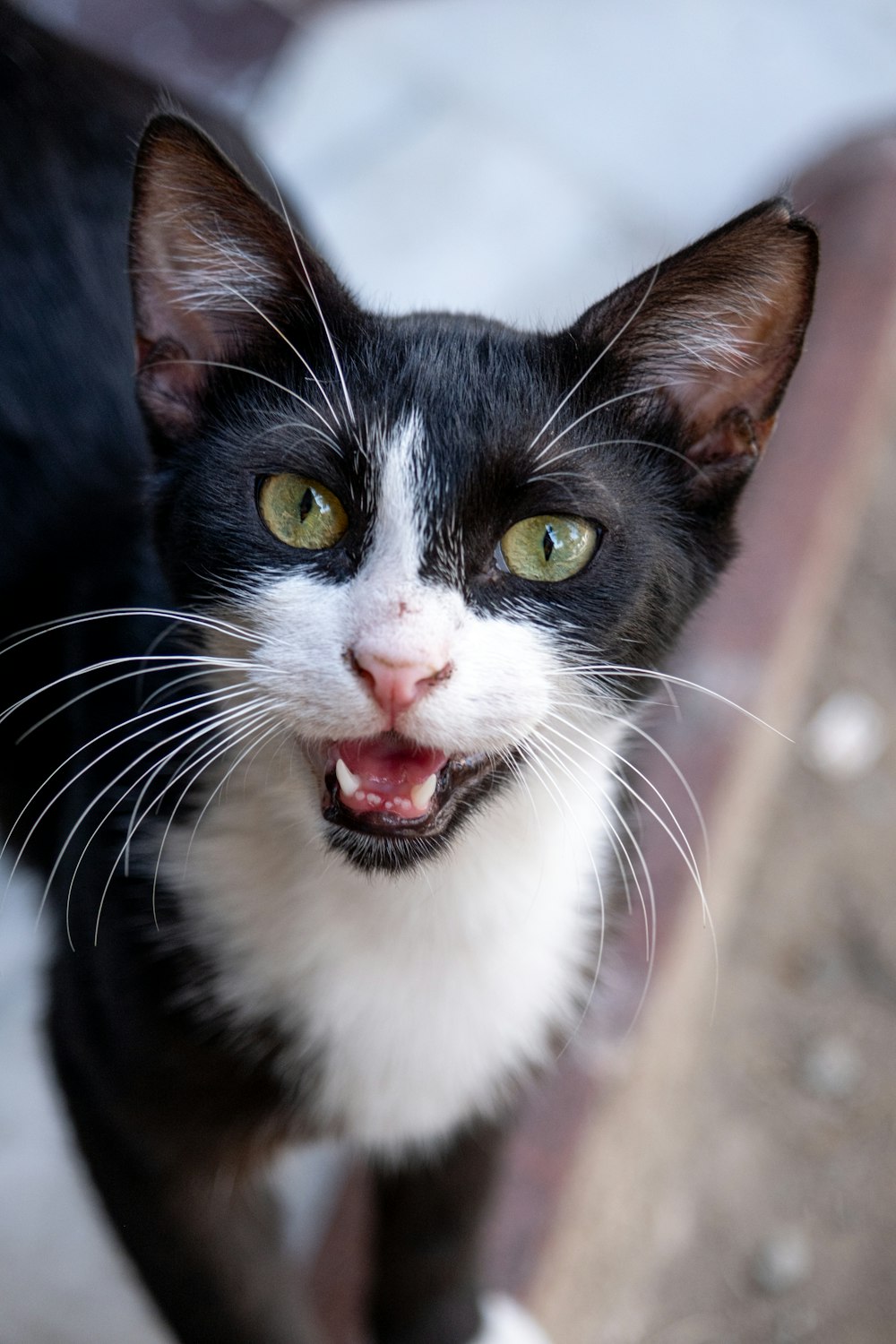 a black and white cat with green eyes looking at the camera