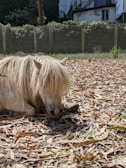 A small pony with long, shaggy blonde mane and tail is lying on a ground covered with dry leaves. Behind the pony is a metal fence with lush greenery and an old building in the background.