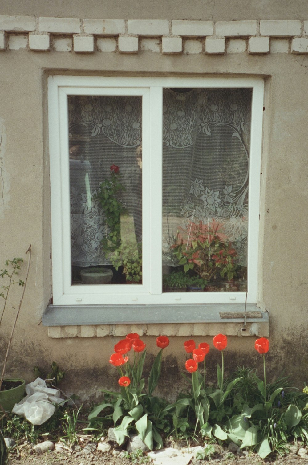 a window that has a bunch of flowers in it