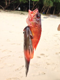 A bright red fish with large eyes hangs from a fishing line held by an unseen person. Another smaller, darker fish is also on the line. The scene is set on a sandy beach with trees in the background.