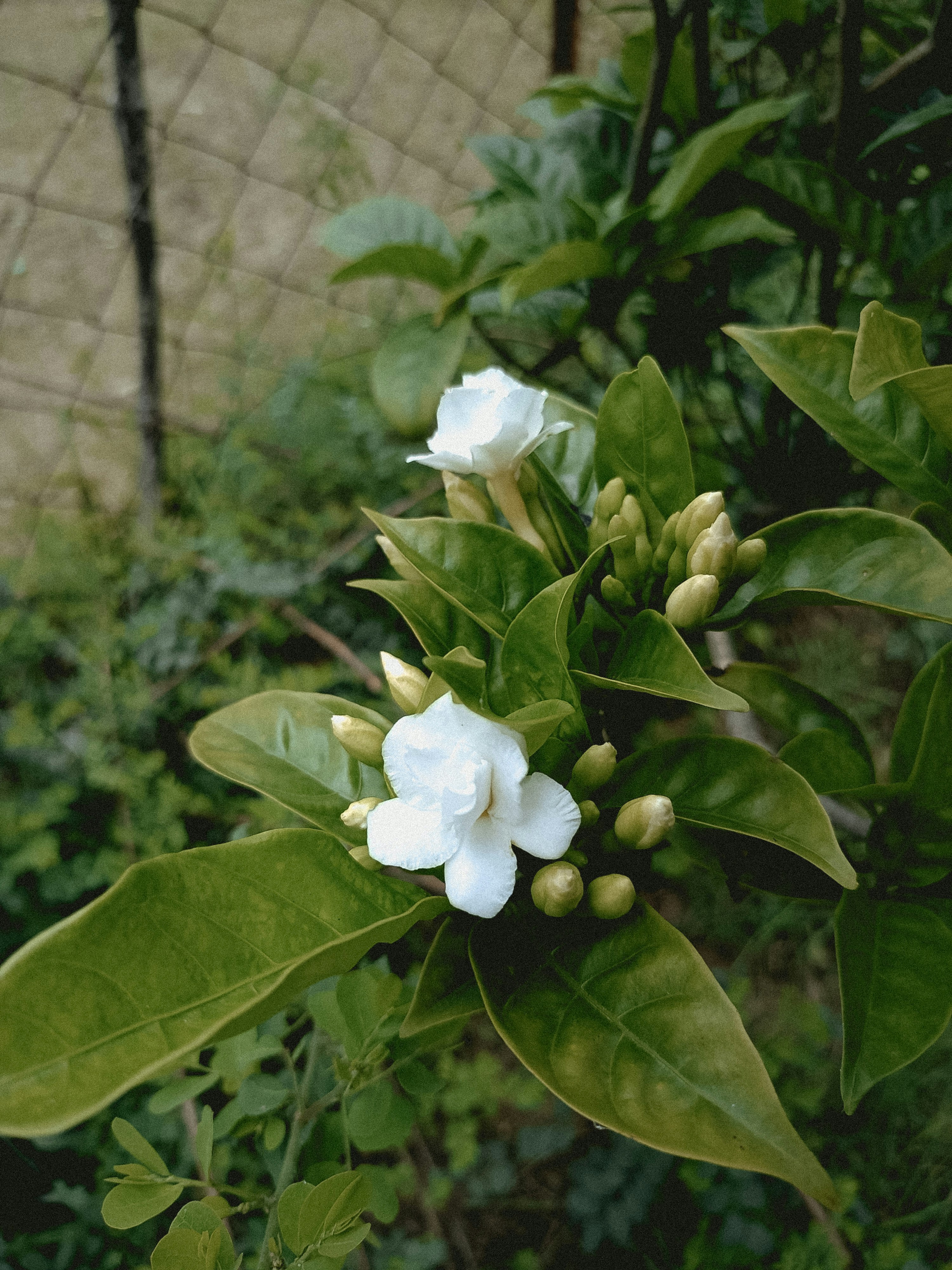 a close up of a plant with white flowers