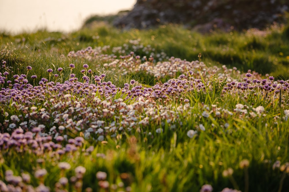 a field full of purple and white flowers