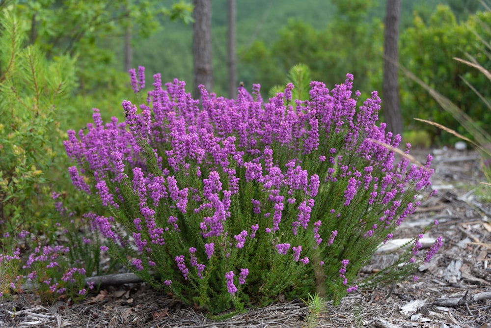 a bush with purple flowers in the middle of a forest