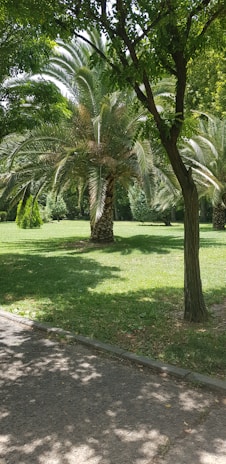 A lush green park scene featuring several palm trees and other leafy trees, with sunlight filtering through the foliage creating dappled shadows on the grass and pathway. The grass is well-maintained and vibrant, and a paved walkway runs parallel to a row of trees.