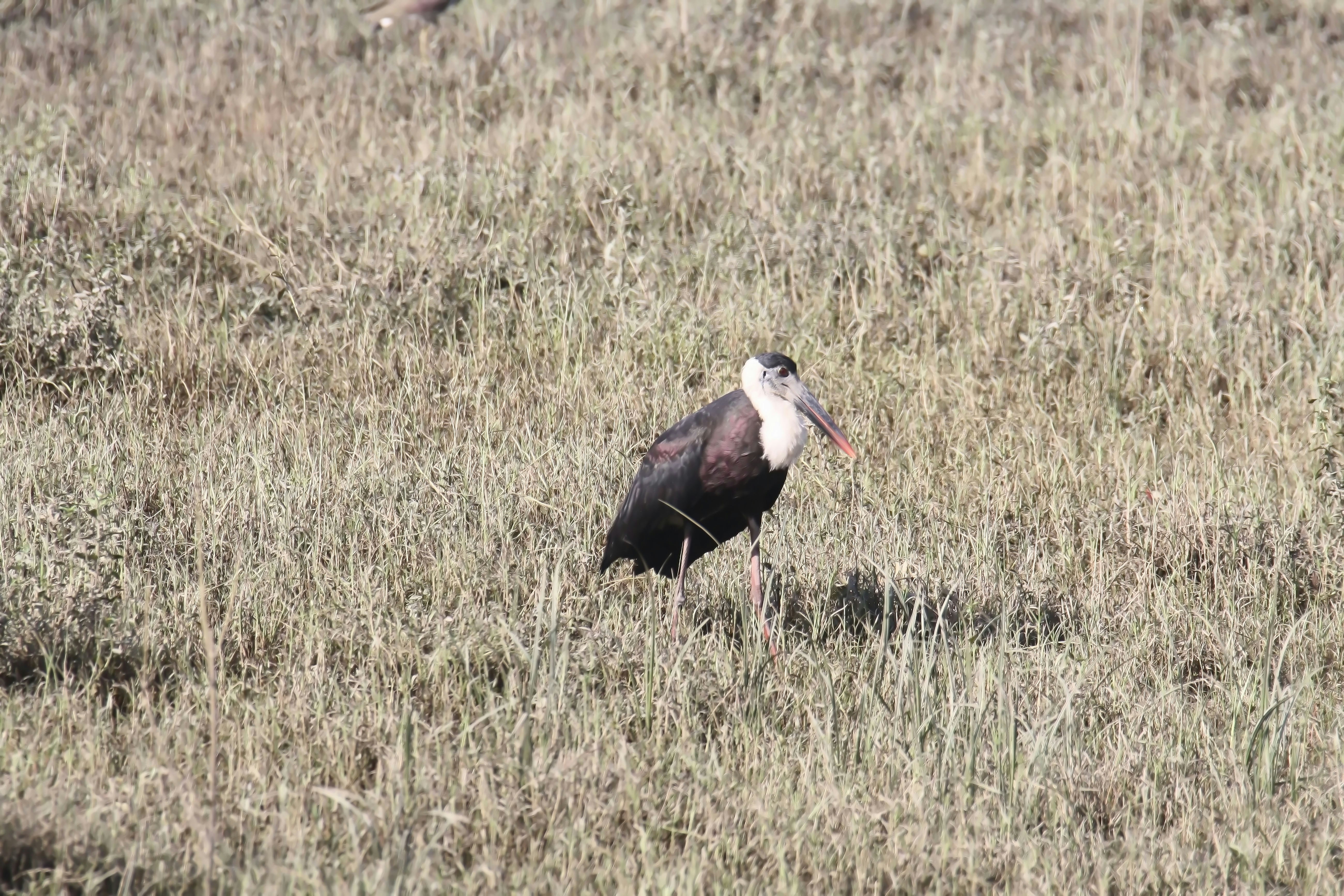 Photo by sylvester_123