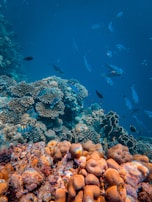 A vibrant underwater scene featuring a coral reef with diverse marine life. Various types of coral formations in shades of orange and brown cover the ocean floor, while a school of small fish swims above. The clear blue water allows visibility of the intricate details of the coral and the movement of the fish.