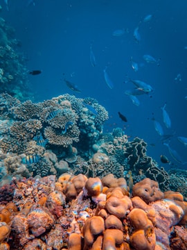 A vibrant underwater scene featuring a coral reef with diverse marine life. Various types of coral formations in shades of orange and brown cover the ocean floor, while a school of small fish swims above. The clear blue water allows visibility of the intricate details of the coral and the movement of the fish.