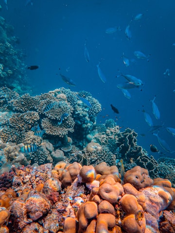 A vibrant underwater scene featuring a coral reef with diverse marine life. Various types of coral formations in shades of orange and brown cover the ocean floor, while a school of small fish swims above. The clear blue water allows visibility of the intricate details of the coral and the movement of the fish.