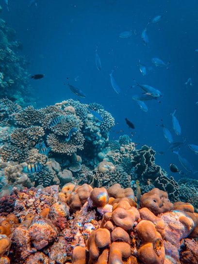 A vibrant underwater scene featuring a coral reef with diverse marine life. Various types of coral formations in shades of orange and brown cover the ocean floor, while a school of small fish swims above. The clear blue water allows visibility of the intricate details of the coral and the movement of the fish.