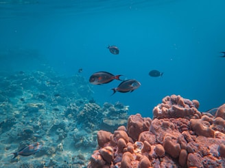 Close-up of crystal-clear water revealing colorful fish near the coral reefs around the island.