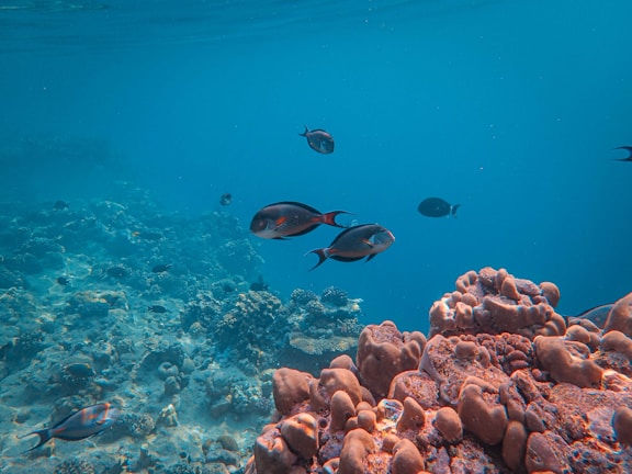 Underwater shot of colorful coral reefs teeming with tropical fish near Isla Isabel.