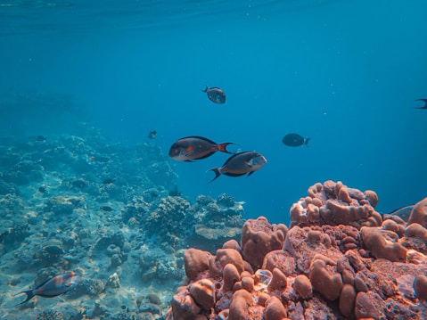 An underwater scene featuring several fish swimming around vibrant and colorful coral reefs. The water is clear, allowing visibility of the rocky seabed and other marine life in the background.