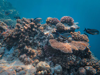 Colorful tropical fish swimming among coral branches in clear blue water.