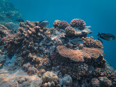 Underwater shot of colorful fish swimming among coral formations