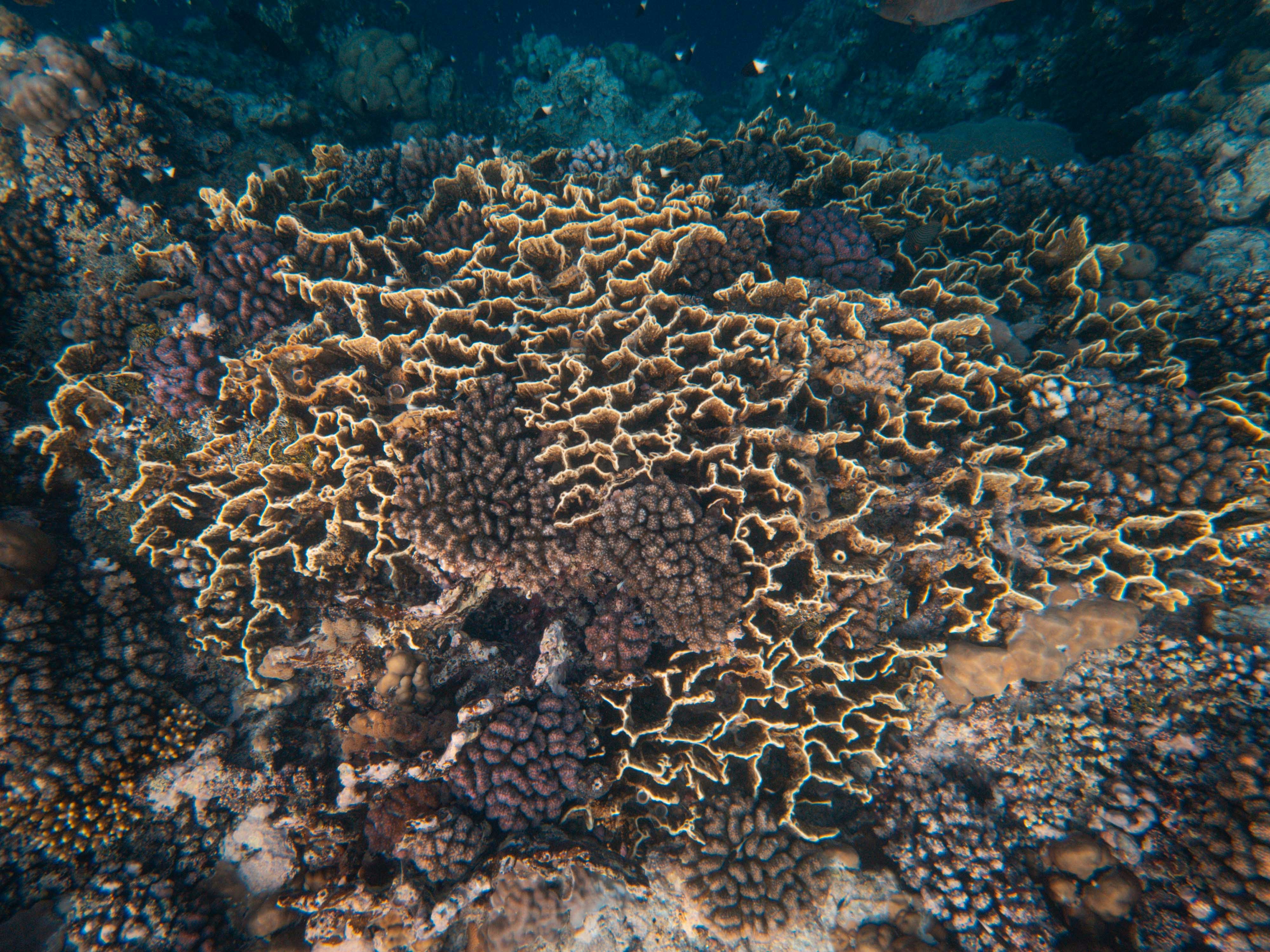 Photo by francesco_ungaro