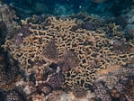a close up of a coral on a coral reef