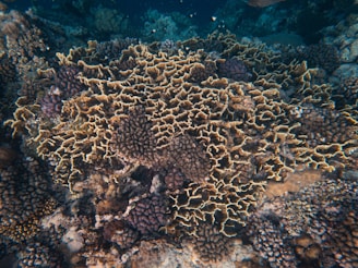 a close up of a coral on a coral reef